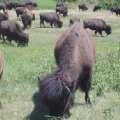 Wild Buffalo herds in Custer. This was where they shot part of Dances with Wolve